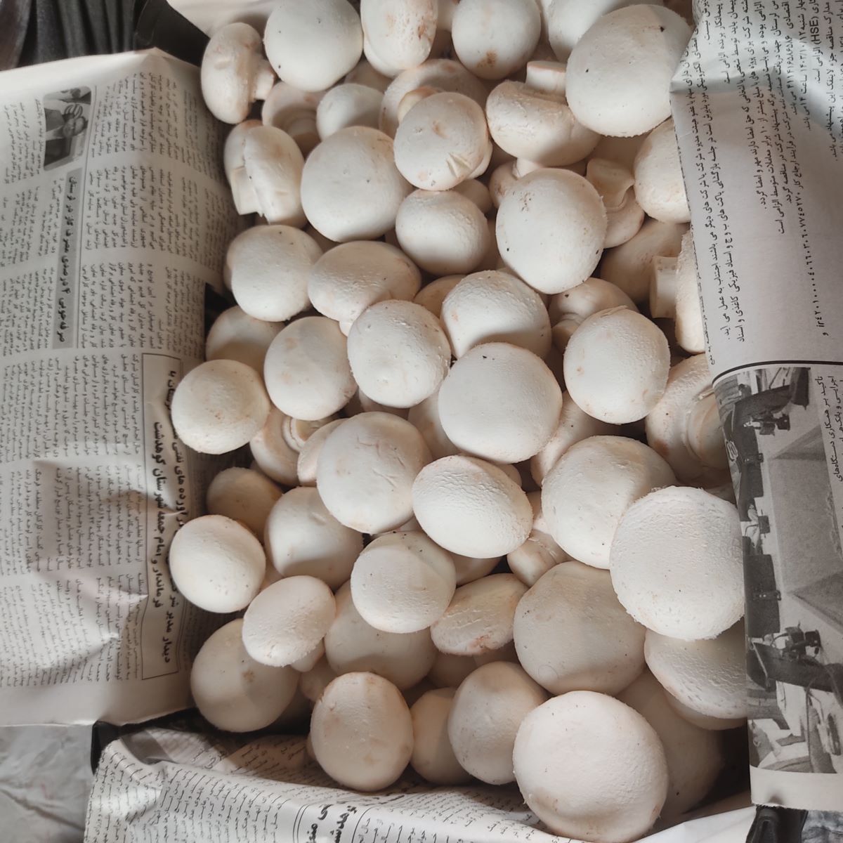 قارچ سوپر لوکس دکمه ای